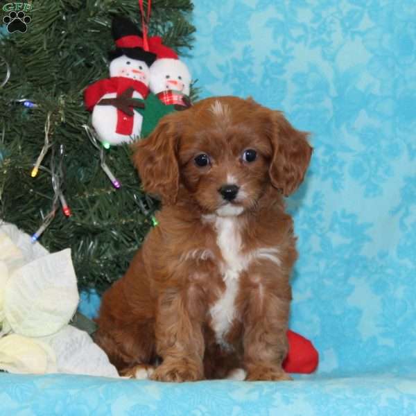 Giraffe, Cavapoo Puppy